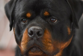 Rottweiler sotto accusa, le riflessioni di Diana Lanciotti, fondatrice del Fondo Amici di Paco