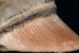 L’ingranaggio Corion-Cheraffilloso