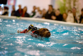 Quattrozampeinfiera a Roma: sport, divertimento, arte e piccoli aspiranti veterinari