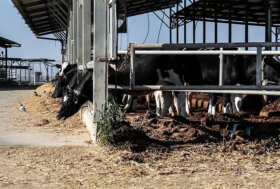 La stalla: benessere e comfort nel periodo invernale