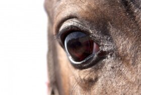 Casi di EHV-1 nei concorsi di Oliva (ESP) e Lier (BEL)