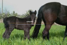 Associazione Nazionale Allevatori del Cavallo Delle Murge e Dell’Asino Di Martina Franca