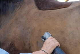 Se ci tieni alla salute e al benessere del tuo cavallo segui i corsi 1 e 2 dedicati al GROOMING