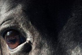 Cavalli, ancora tragici incidenti dal Palio di Siena alla Giostra della Quintana