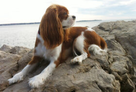 26 agosto, giornata Internazionale del CANE