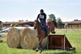 Cani, Cavalli & Pony