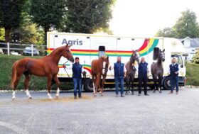 4 anglo arabi sardi sul podio a Pompadour, in Francia