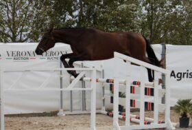 A Tanca Regia 350 cavalli iscritti al 61° premio Regionale Sardo di allevamento