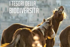 Le attività di Confagricoltura Nazionale a Fieracavalli 2023