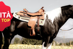 Hai già visto tutte le novità? Western, Inglesi e non solo, anche per Piccoli Amici di Casa🐾