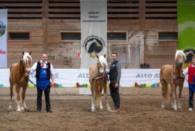 27° Raduno Nazionale Stalloni selezione ed eccellenza del Cavallo Haflinger
