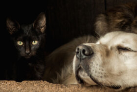 Cani e Gatti. La protezione del mercato interno secondo la Commissione EU