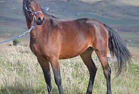 Razze: Riconoscimento Cavallo Siciliano