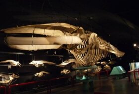 Alla scoperta della Balenottera Azzurra per comprendere lo sviluppo delle popolazioni marine