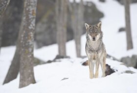 A Trento l’evento conclusivo di LIFE WolfAlps EU