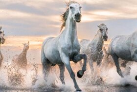 Il 26 maggio si celebra la 3a Giornata Nazionale del Cavallo
