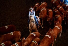 Salone del Cavallo Americano, 24-26 maggio 2024