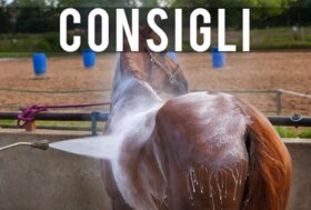 GROOMING D’ESTATE: cosa non può mancare?