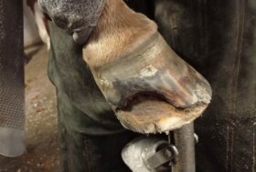 Sei interessato alla Mascalcia? Vuoi diventare un Maniscalco Certificato? il corso inizia il 18-19 gennaio, iscriviti subito