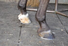 La giusta cura dello zoccolo