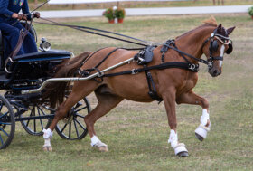 Le prove dei driver azzurri a Kladruby nad Labem e Wettringen