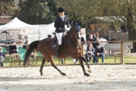 Taylor’s Bee, tutto nasce dalla passione per i cavalli