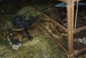 Pescara, cavalla agonizzante a Sant’Eufemia a Maiella, le associazioni si mobilitano: “intervento immediato” 