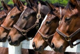 Primo, secondo e caffè: è il titolo del Convegno Veterinario, patrocinato dal Comitato Regionale Fise Lombardia
