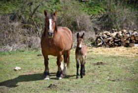 L’Aquila e Teramo protagoniste in Francia agli Stati Generali del Mulo