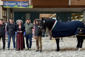 1a Mostra Nazionale del Cavallo Noriker – Trento, 12 Ottobre 2024