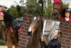 Cavallo, Cavaliere, Scuderia, Cani e gatti > Ecco alcuni prodotti TOP 2024