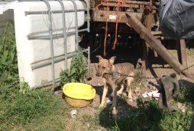 Rieti, Carabinieri Forestali sequestrano 26 cani maltrattati