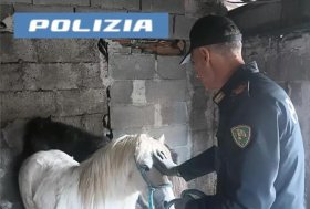 Catania, i due pony affidati a Italian Horse Protection
