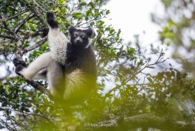 Il canto dei Lemuri svela legami con lo sviluppo vocale infantile