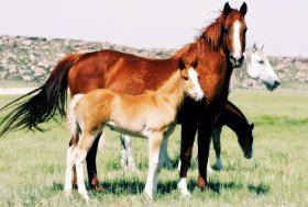 Ceva Salute Animale rinnova la sua struttura azionaria con tutti i suoi partner di lunga data