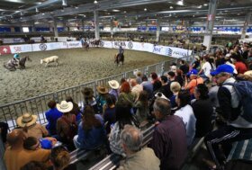 Salone del Cavallo Americano: conto alla rovescia!