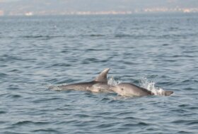 Delfini Metropolitani Adriatico divulga i risultati del primo anno di ricerca in mare