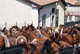 Il ritmo antico della monticazione: in Italia si riscopre il valore di Transumanza e Biodiversità
