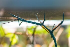 Bugs’ Life. Storie di invertebrati nelle foreste africane