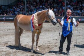 Mondiali Haflinger 2025: Soraya Incorona l’Italia Campione del Mondo
