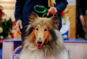 Italia sempre più green: la svolta sostenibile passa anche dal guinzaglio