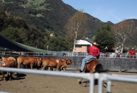 Valsassina Country Festival e Manifestazioni Zootecniche Valsassinesi: oltre le aspettative, un successo che emoziona