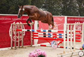 L’Anglo Arabo Sardo Guadalquivir vince nella Grande Semaine de Pompadour