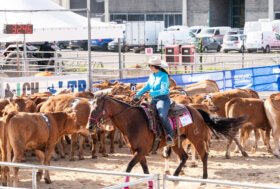 Bergamo capitale del Mondo Rurale, Record storico per la Fiera di Sant’Alessandro 2025
