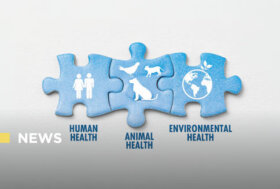 One Health: perché i medici veterinari restano ai margini della narrazione durante le emergenze sanitarie?