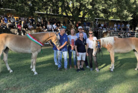 Mostra Interregionale del Cavallo Haflinger a Sommacampagna