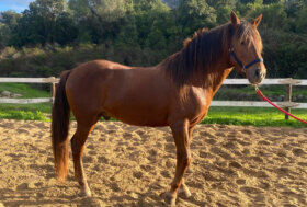 Alla Fieracavalli di Verona arrivano i Cavalli del Sarcidano