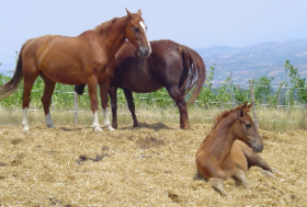 Italian Horse Protection – l’Europa conta i suoi cavalli, l’Italia no. E lo sfruttamento prospera nel buio