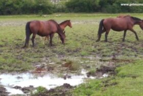 Cavalli Pentro, il TAR dà ragione alla Regione Molise: una sentenza storica per la tutela degli animali e del territorio
