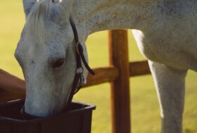 Ecco 2 Nuovi Corsi on line sull’Alimentazione del Cavallo: approfitta del -20% sconto!